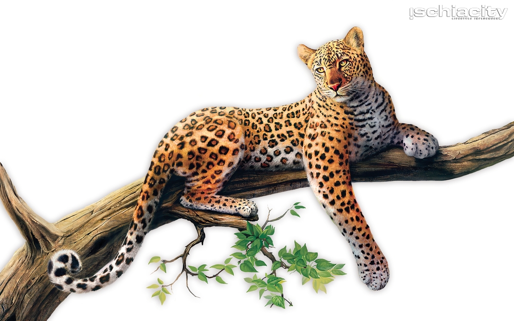 Jaguar-PNG-Picture_risultato