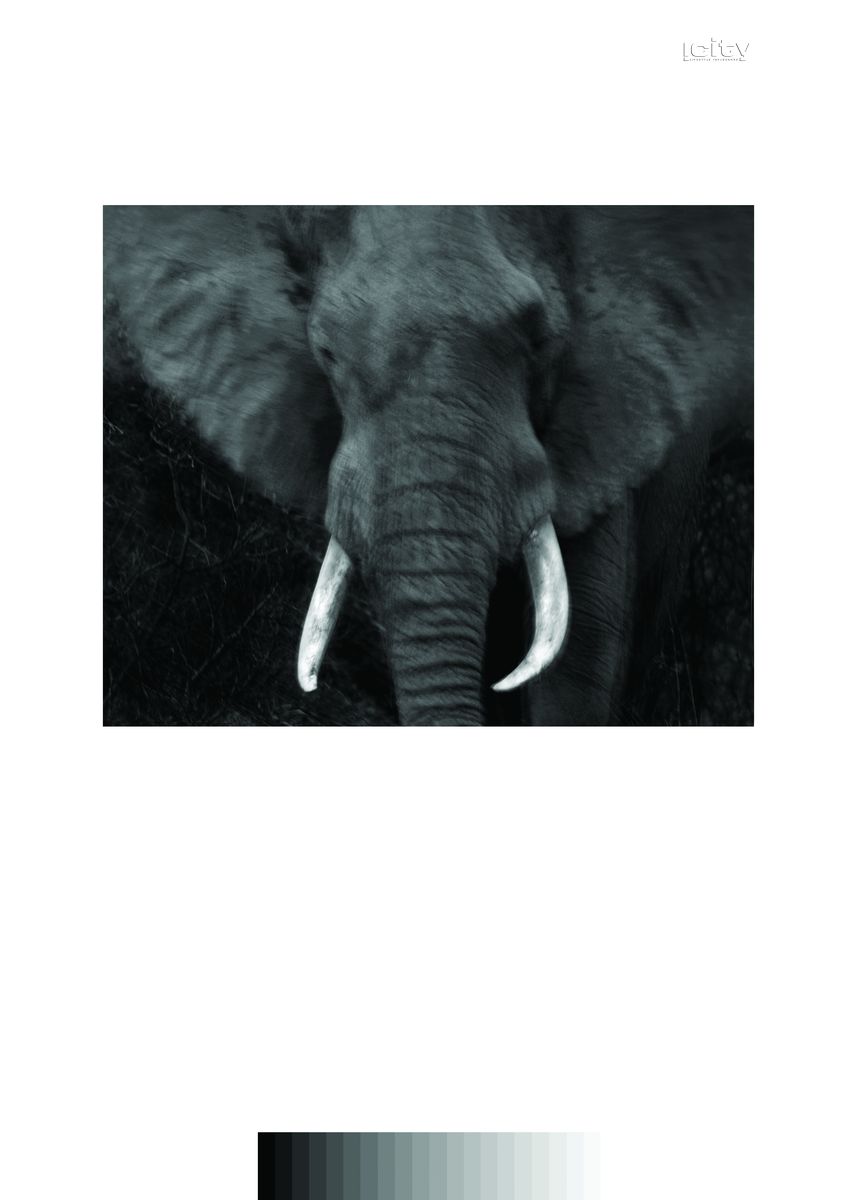 elephant<span class=